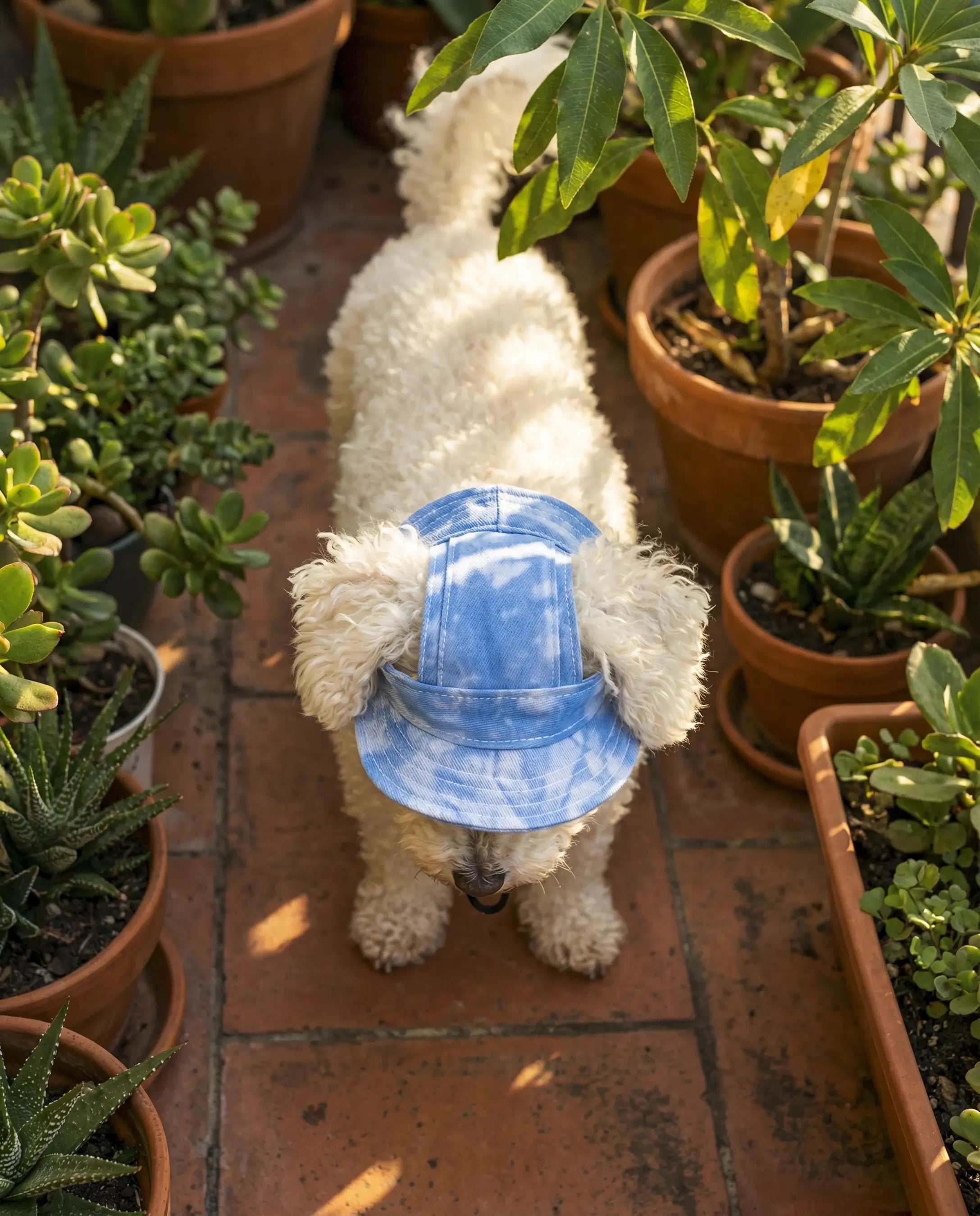 Gorrito Pet – Paseos frescos, peludos felices