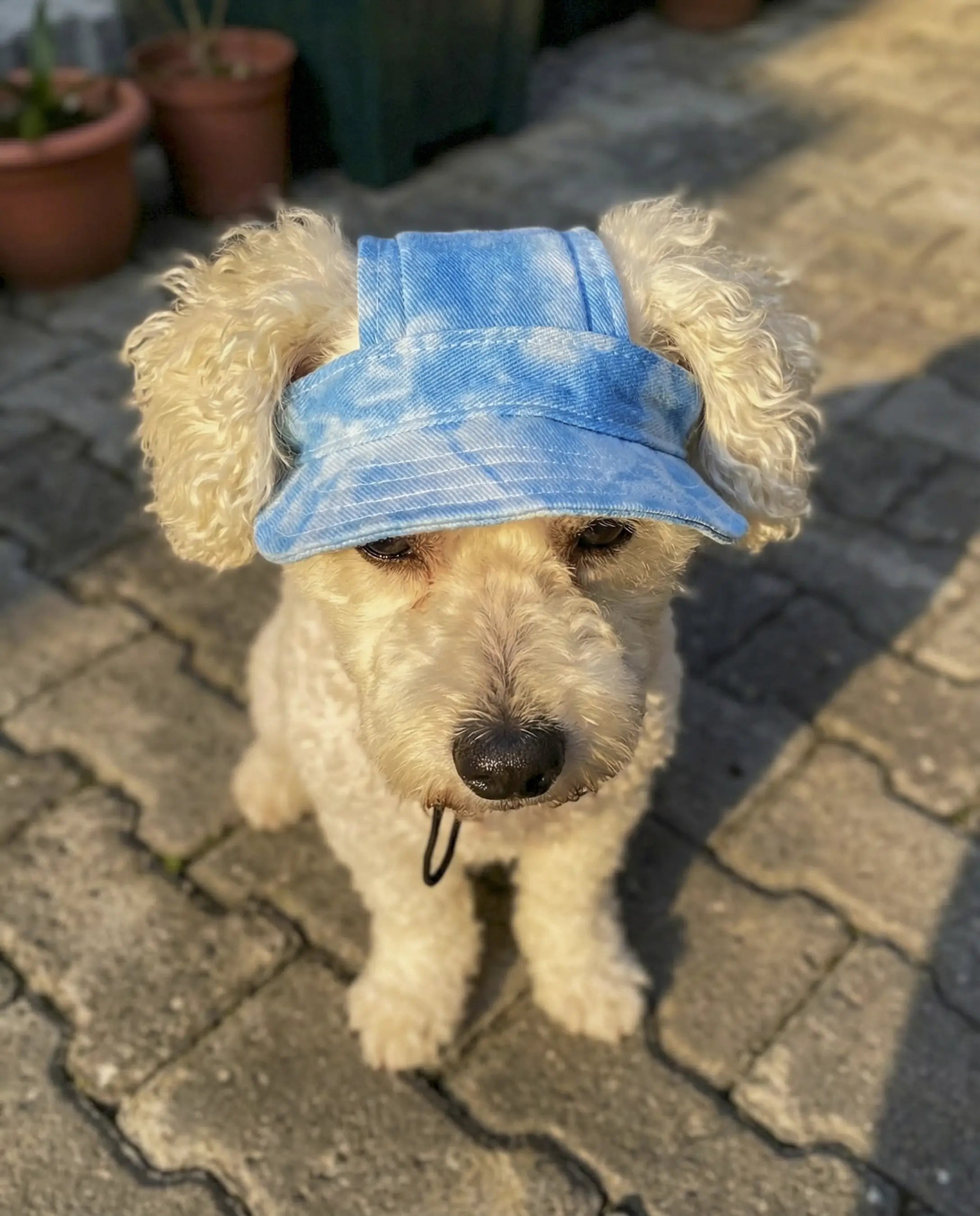 Gorrito Pet – Paseos frescos, peludos felices